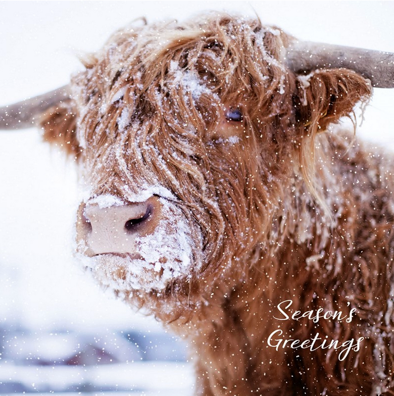 Highland Cow Seasons Greetings Christmas Card - Single