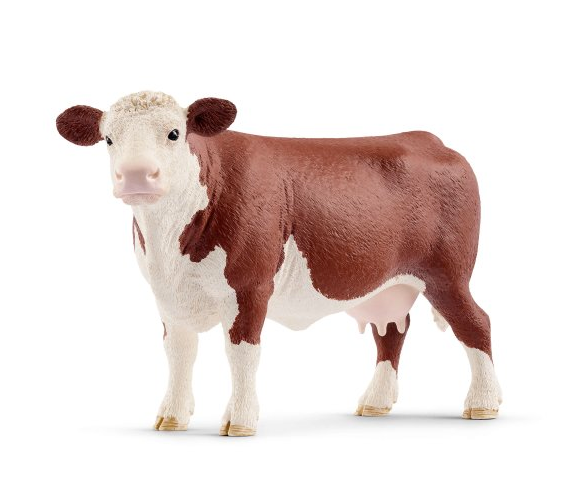 Hereford Cow