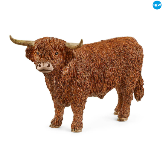 Highland Bull