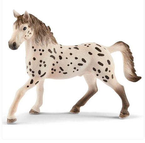 Knabstrupper Stallion