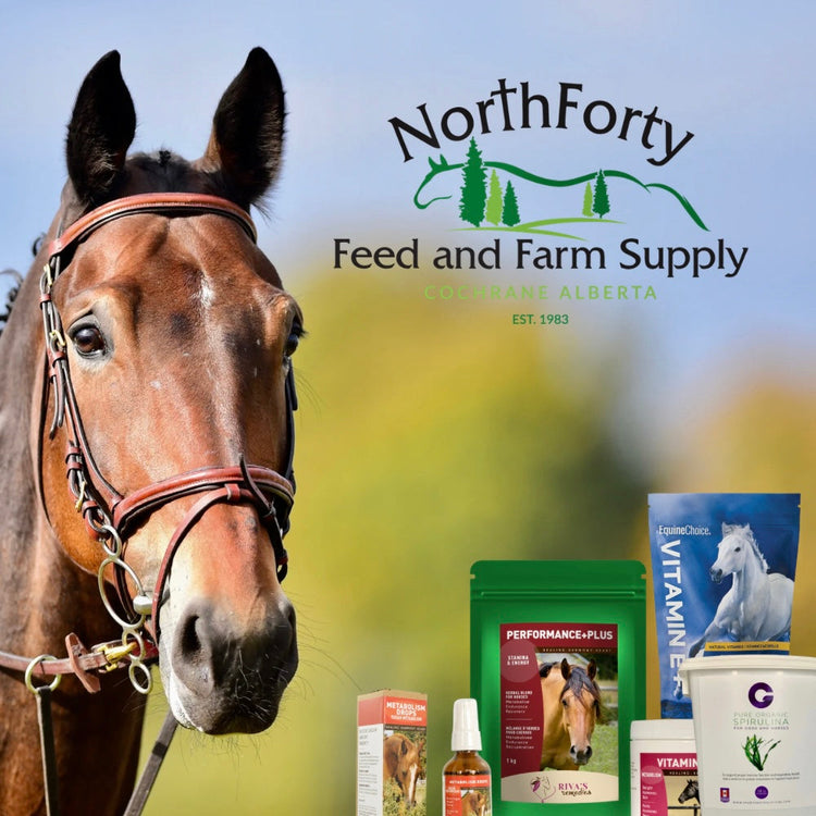 Horse Supplements