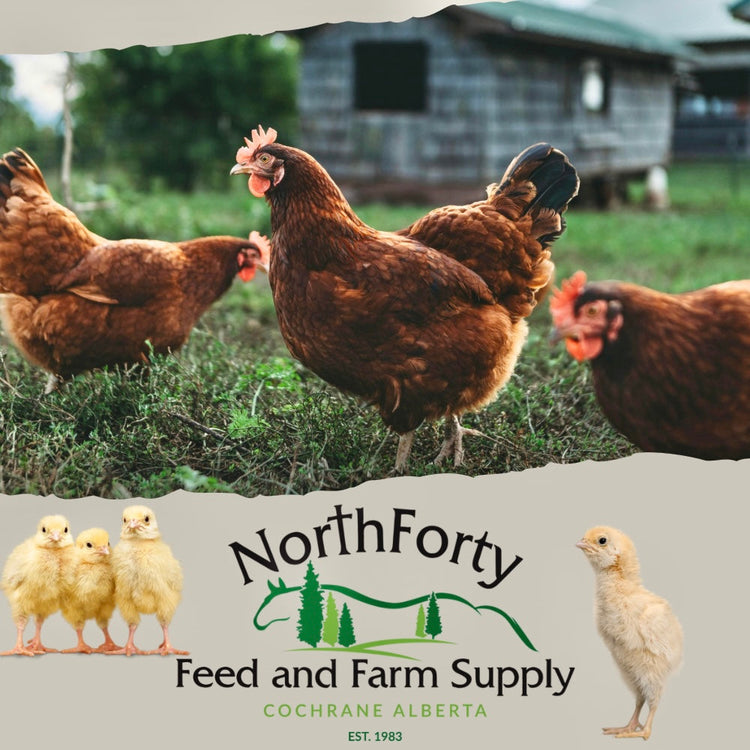 Poultry Supplies