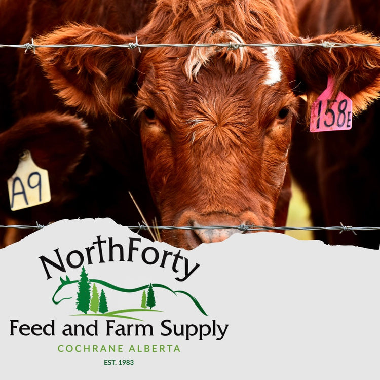 Cattle Care