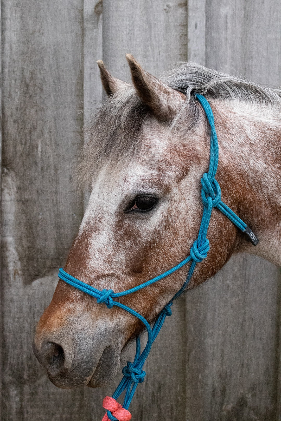 Burwash Marine line rope halter Foal Navy
