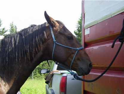 Burwash Marine Line Rope Halter