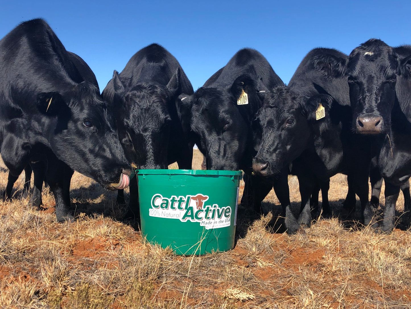 CattlActive 20% Tub, 250lb