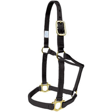 Hi-Brow Foal Halter