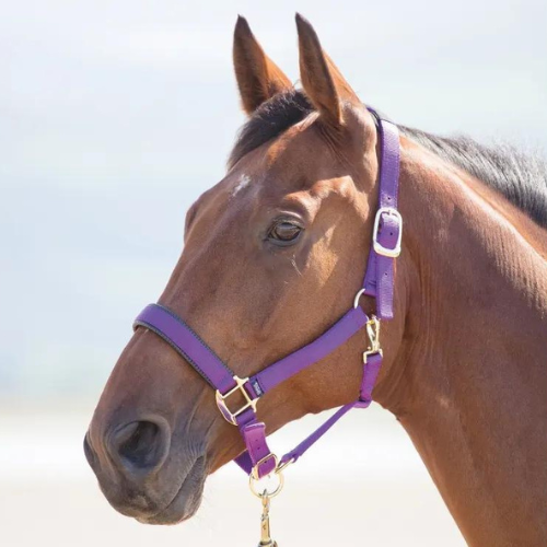 Shires Nylon Breakaway Halter- Large Horse
