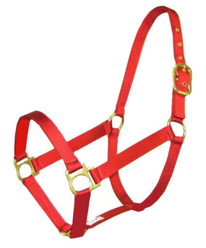 Hi-Brow Colt Halter