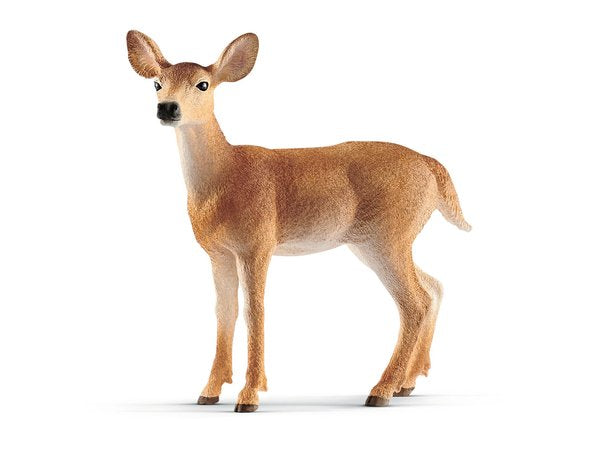 White-Tailed Doe