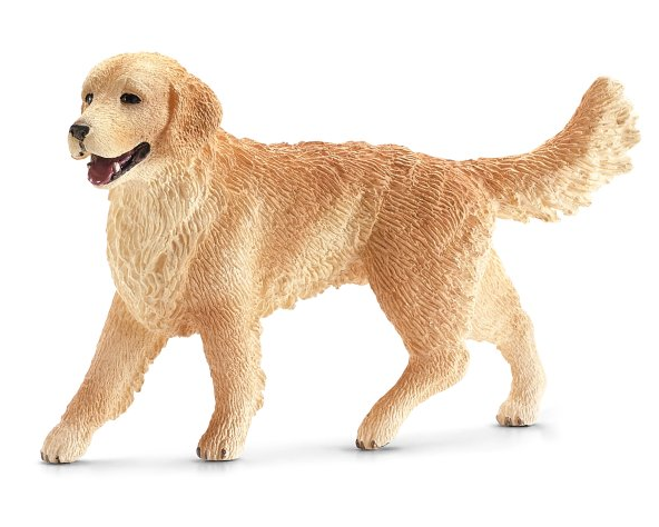 Golden Retriever, Female