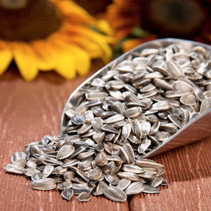 Striped Sunflower 40LB