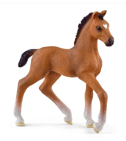 Oldenburger Foal