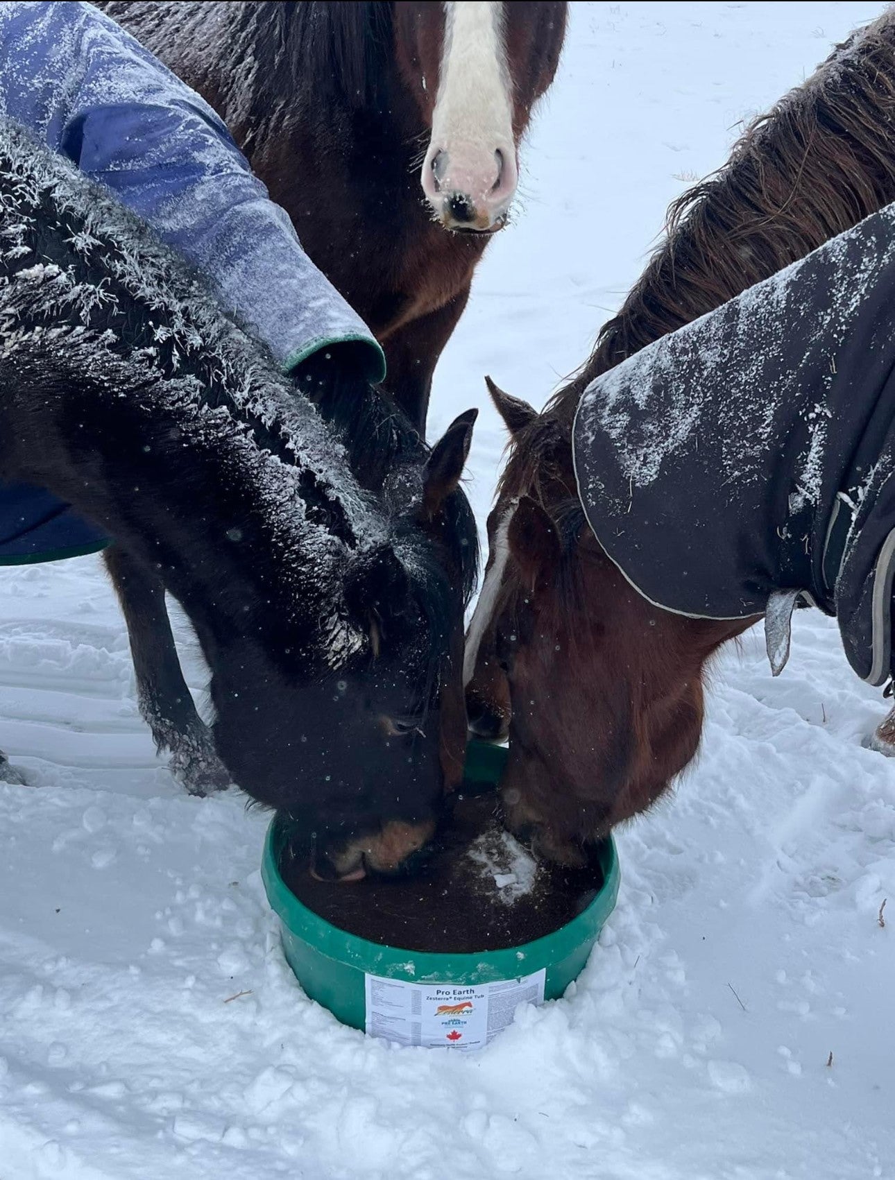 Zesterra Equine Lick Tub