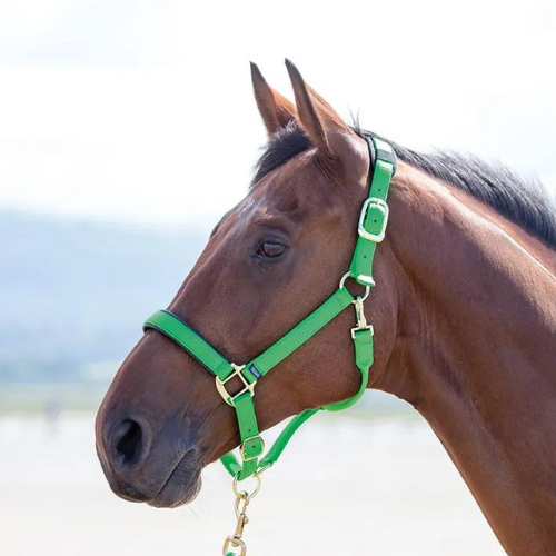 Shires Nylon Breakway Halter- Horse