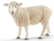 Sheep