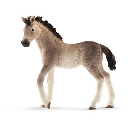 Andalusian Foal