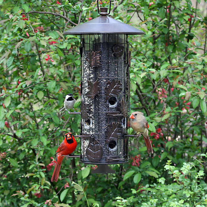 Squirrel Be Gone Feeder