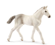 Holsteiner Foal